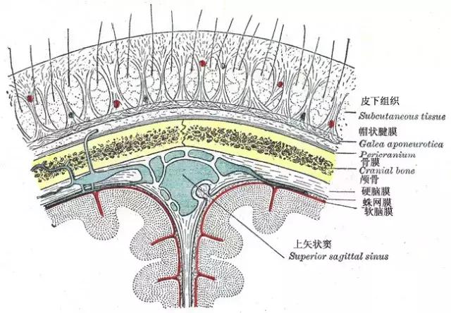 中年男子的「脱发危机」，按按头上的「帽状筋膜」就能好！