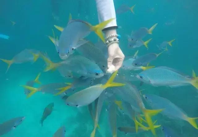 帕劳归来不看海视频,帕劳归来不看海