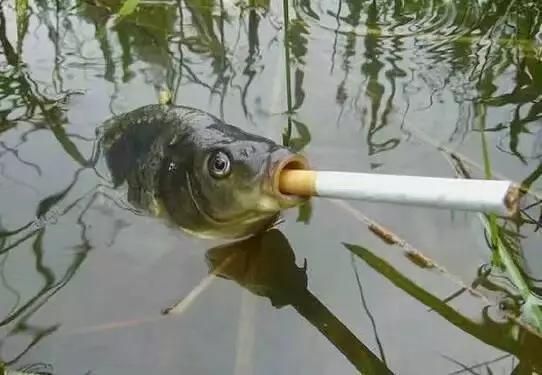 朋友说，日本姑娘这样斜挎包的很多，去了一次，果然大饱眼福