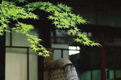 知耻知畏知止,知耻而后勇和知耻近乎勇