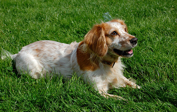 英国可卡犬怎样饲养与护理,超萌纯种英国可卡犬