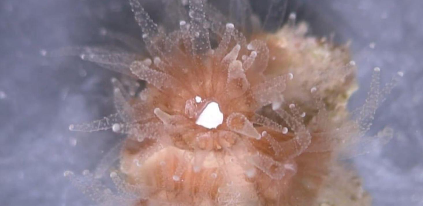 MARPOLLUTBULL：超神奇！珊瑚竟然爱吃塑料垃圾！