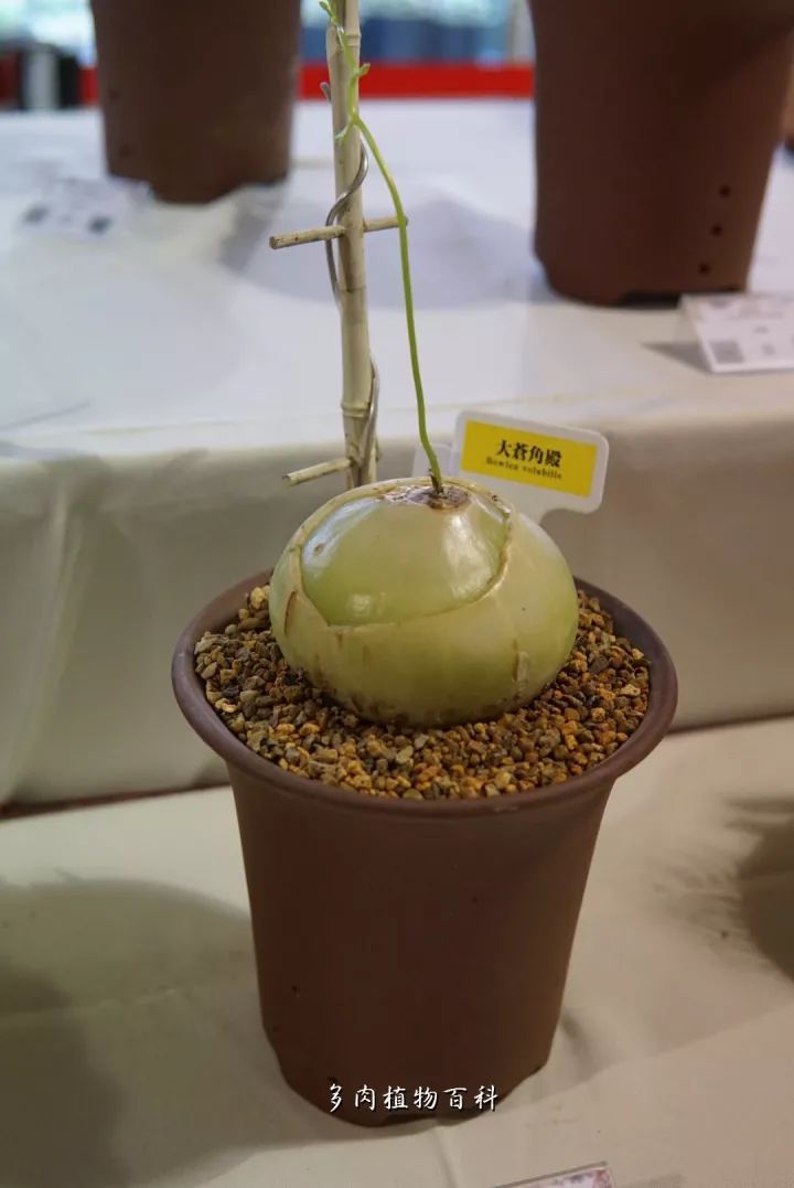 公认最美4种多肉植物图片,2014年上海多肉植物展图片