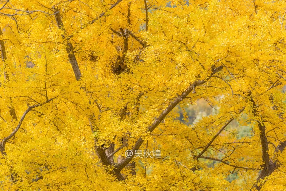 洛阳千年银杏林免费景点,洛阳有银杏叶的公园视频