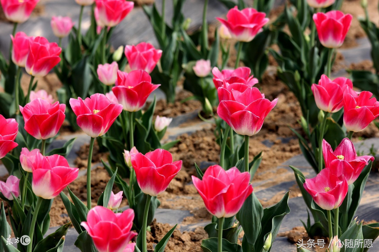 冬季手脚容易冻伤的朋友有了这小方法再也不用受冻疮煎熬了