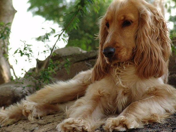 英国可卡犬怎样饲养与护理,超萌纯种英国可卡犬