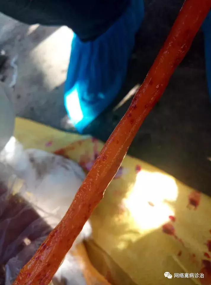 一支青霉素解决鸡场大问题,养鸡场用兽药