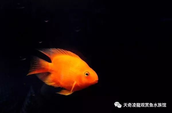 鹦鹉鱼趴缸底的最佳治疗,鹦鹉鱼趴缸最快的恢复方法