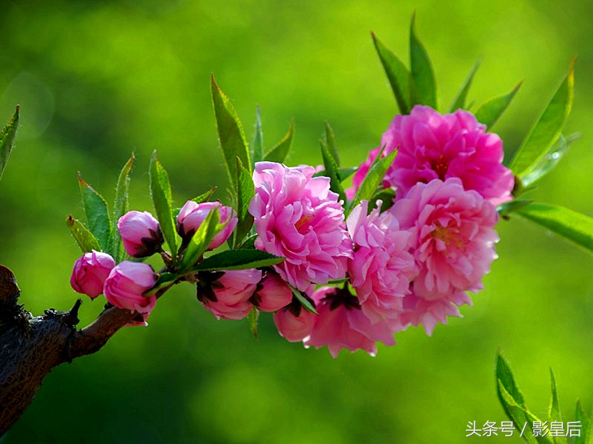 三生三世十里桃花诗,三生三世十里桃花帝君