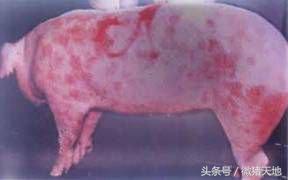 养猪技术手册,养猪技术手册四册