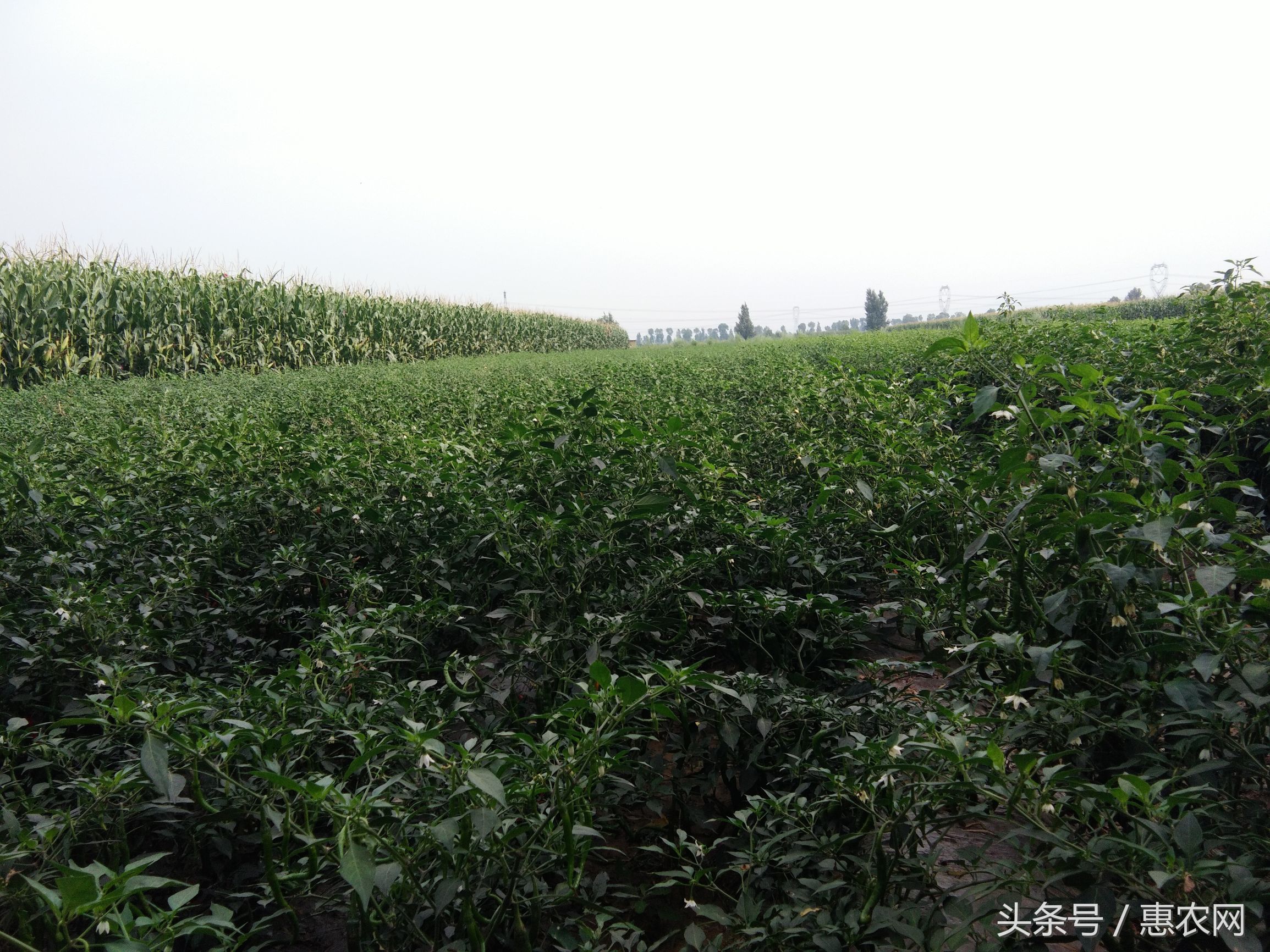 网上卖辣椒有多大的利润,卖辣椒年赚8000万