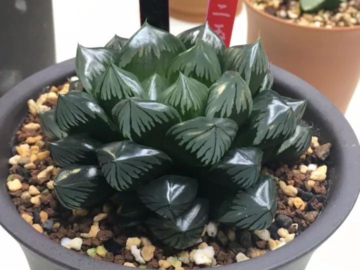 公认最美4种多肉植物图片,2014年上海多肉植物展图片