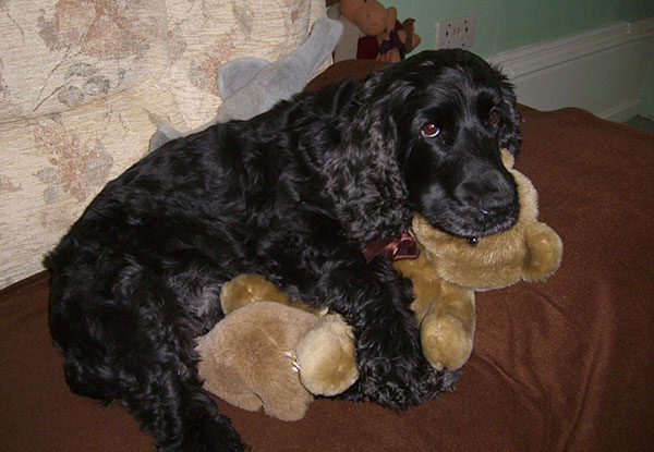 英国可卡犬怎样饲养与护理,超萌纯种英国可卡犬