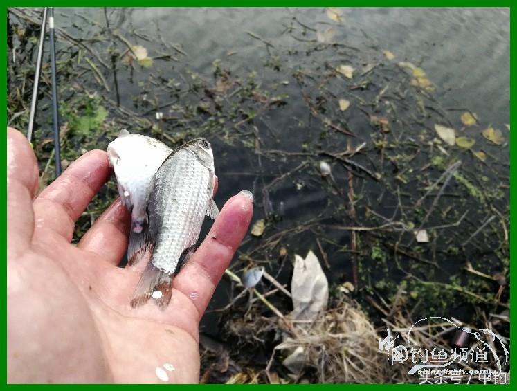 爽钓渔具,爽钓黄金版