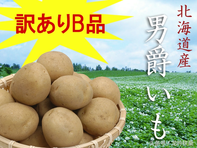 “男爵”和“五月皇后”:北海道土豆的头衔真是高大上
