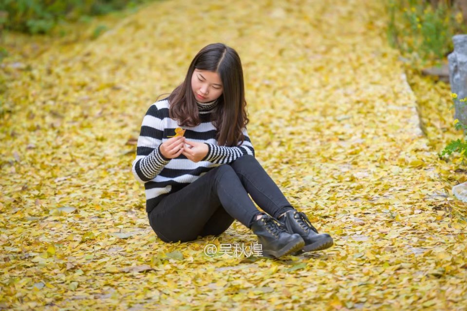 洛阳千年银杏林免费景点,洛阳有银杏叶的公园视频