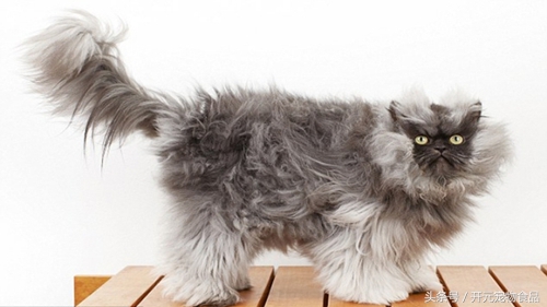 养猫家里都是猫毛怎么办,长期养猫的人肺里会积猫毛