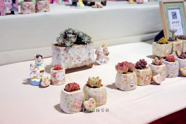 公认最美4种多肉植物图片,2014年上海多肉植物展图片