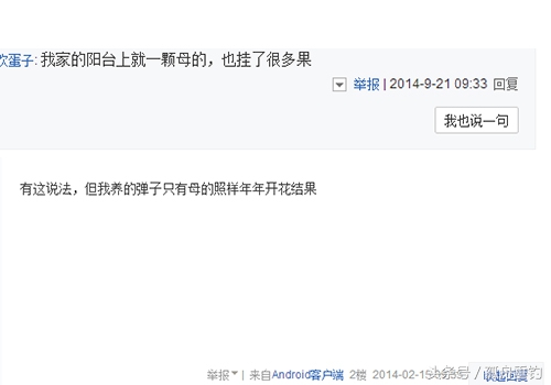 金弹子可以用什么树做母桩,金弹子原生母桩盆景