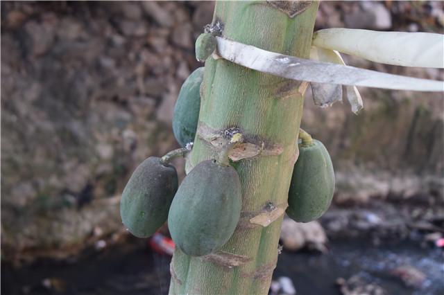 自家树上种的木瓜,在你家门口种了棵树你该怎么办