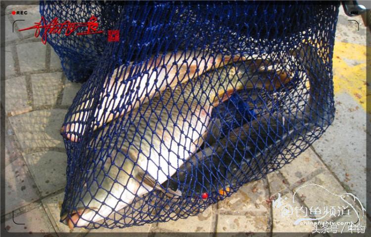 朋友相聚钓罗非,好友们相约一起钓鱼视频