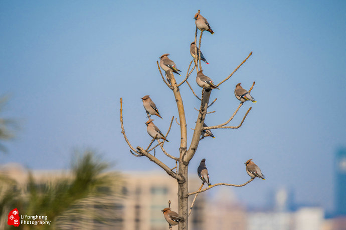 沈阳莫子山公园榆树,沈阳莫子山公园游记