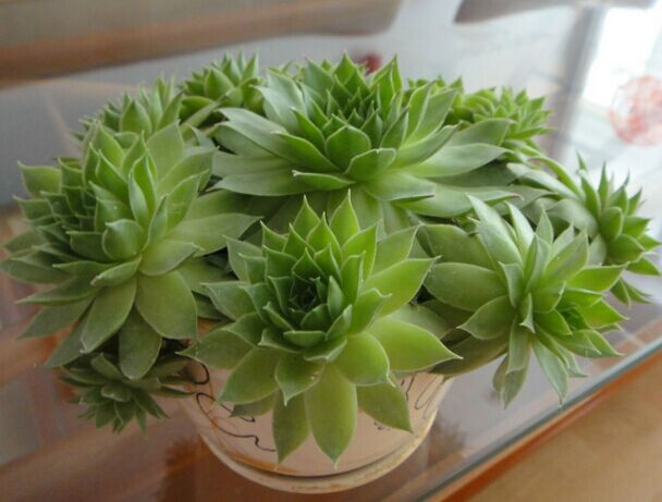 观音莲的病害夏天养殖方法,观音莲座蕨病虫害