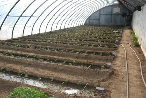 西红柿苗矮缩不长头啥原因,西红柿苗种上活了但是不长