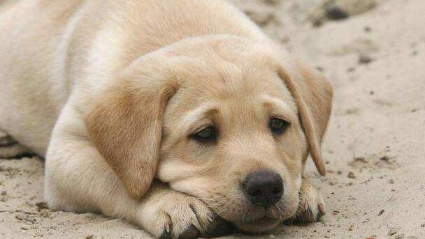 狗狗肠炎用庆大霉素还是蒙脱石散,狗狗肠炎拉血最快的治疗方法