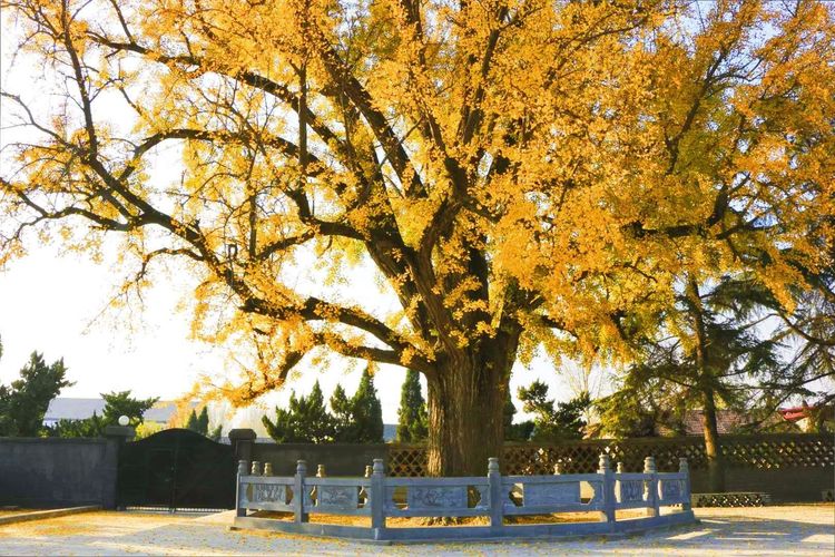 金秋沂南,诗意流淌有那么一群爱美的人,把秋季沂南送到你面前