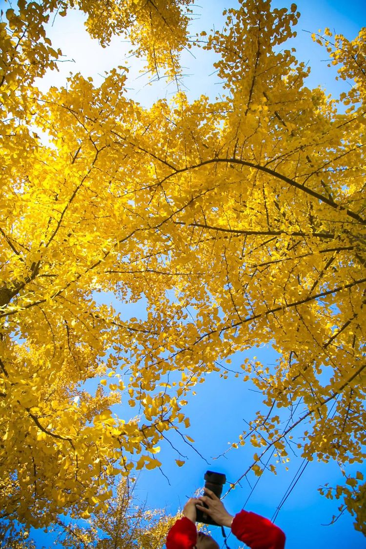 金秋沂南,诗意流淌有那么一群爱美的人,把秋季沂南送到你面前