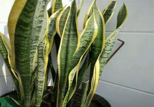 绿植,最安全健康“保护伞”