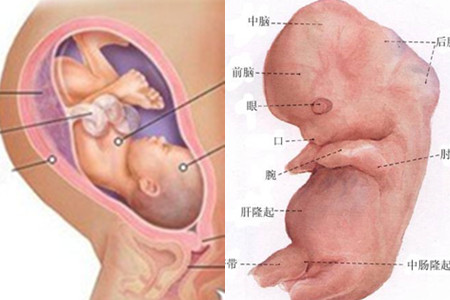 怀孕三个月胎儿彩超视频真实,怀孕三个月胎儿真实图
