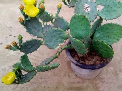 绿植,最安全健康“保护伞”