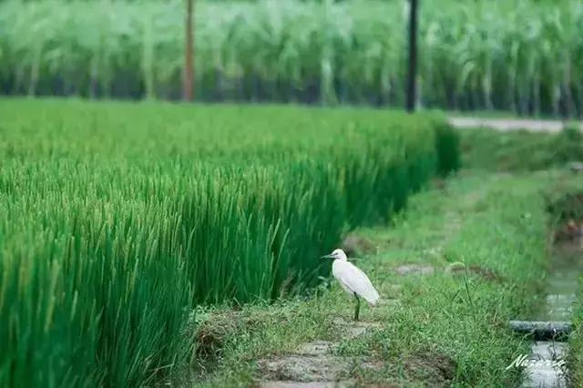 乌村生态园,乌山农家乐和休闲农庄