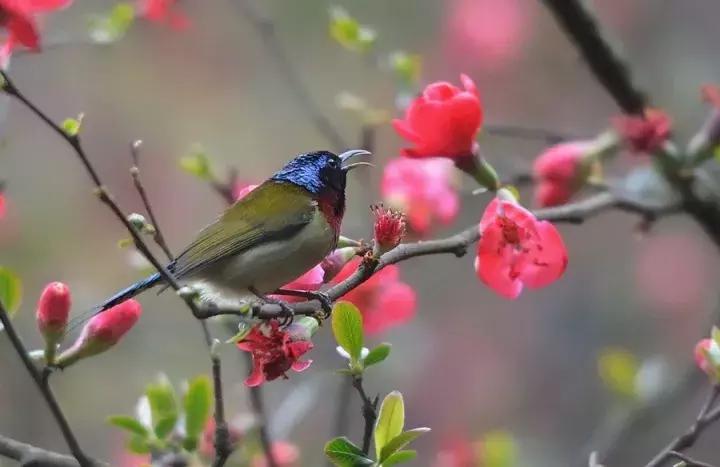 十大最香花卉,十大流行花卉排行榜