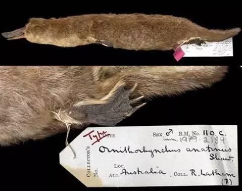 身体残缺的动物,新一代萌物鸭嘴兽