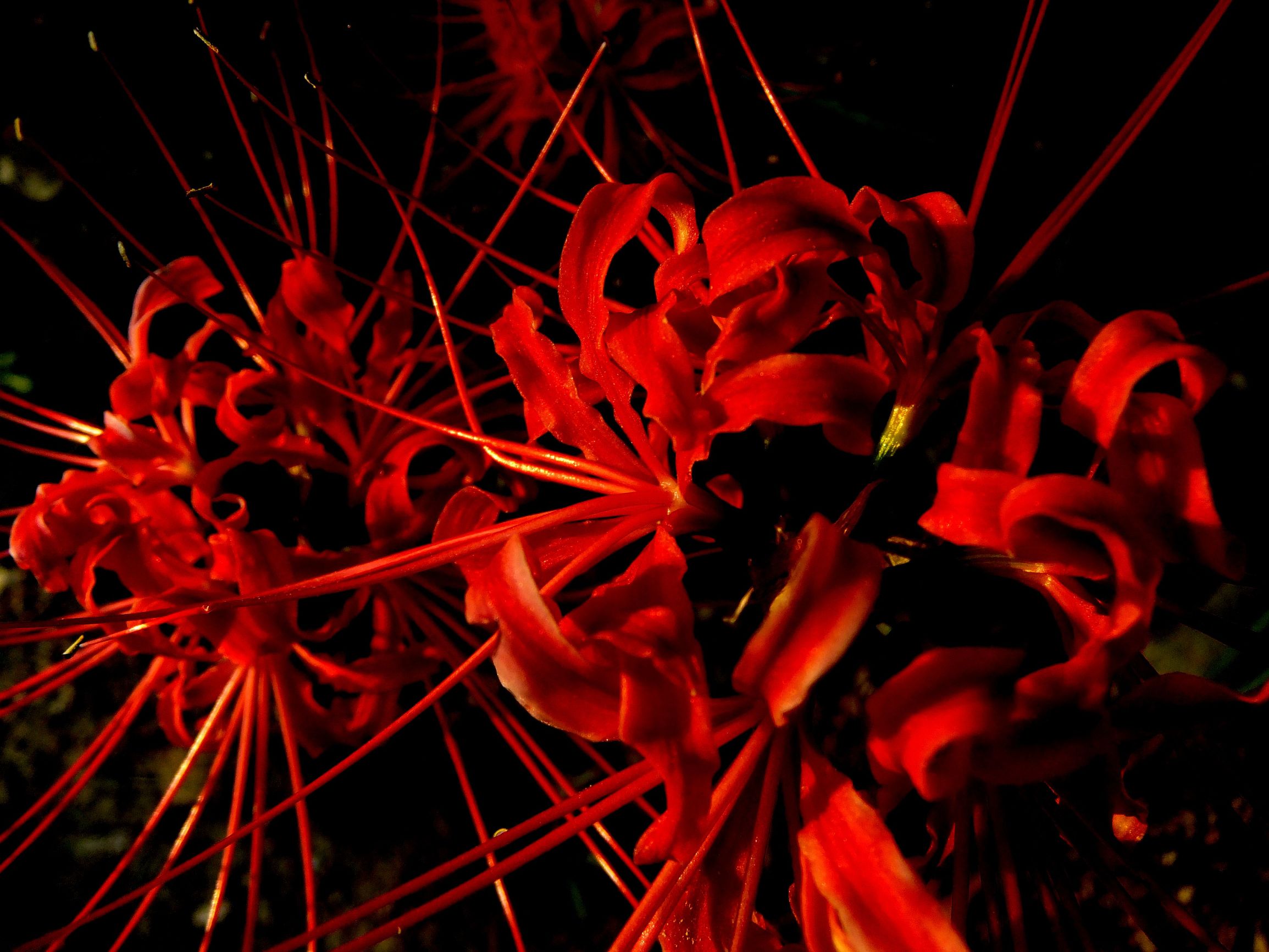 幽灵冢（祖号星期天天）