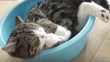 猫咪毛球症，猫草，猫薄荷与木天蓼