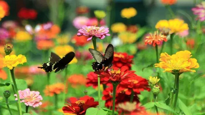 十大最香花卉,十大流行花卉排行榜