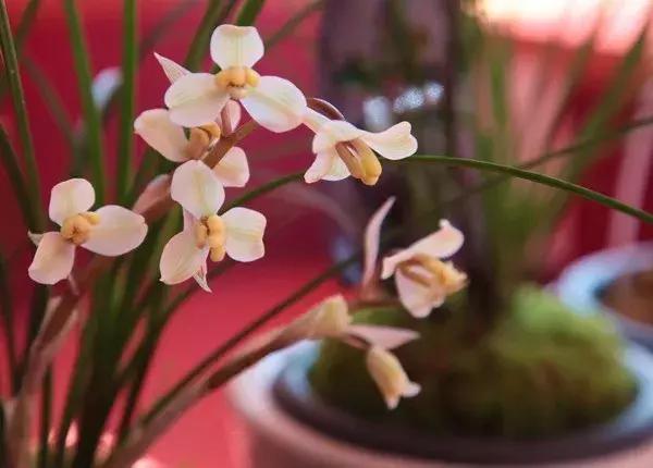 十大最香花卉,十大流行花卉排行榜