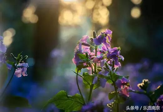 南京哪些大学毕业工资高,南京各大学毕业5年后待遇