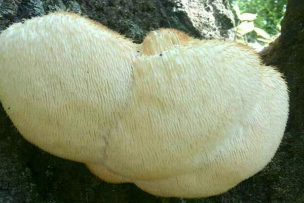 猴头菇鲜的价格,猴头菇野生和养殖价格区别