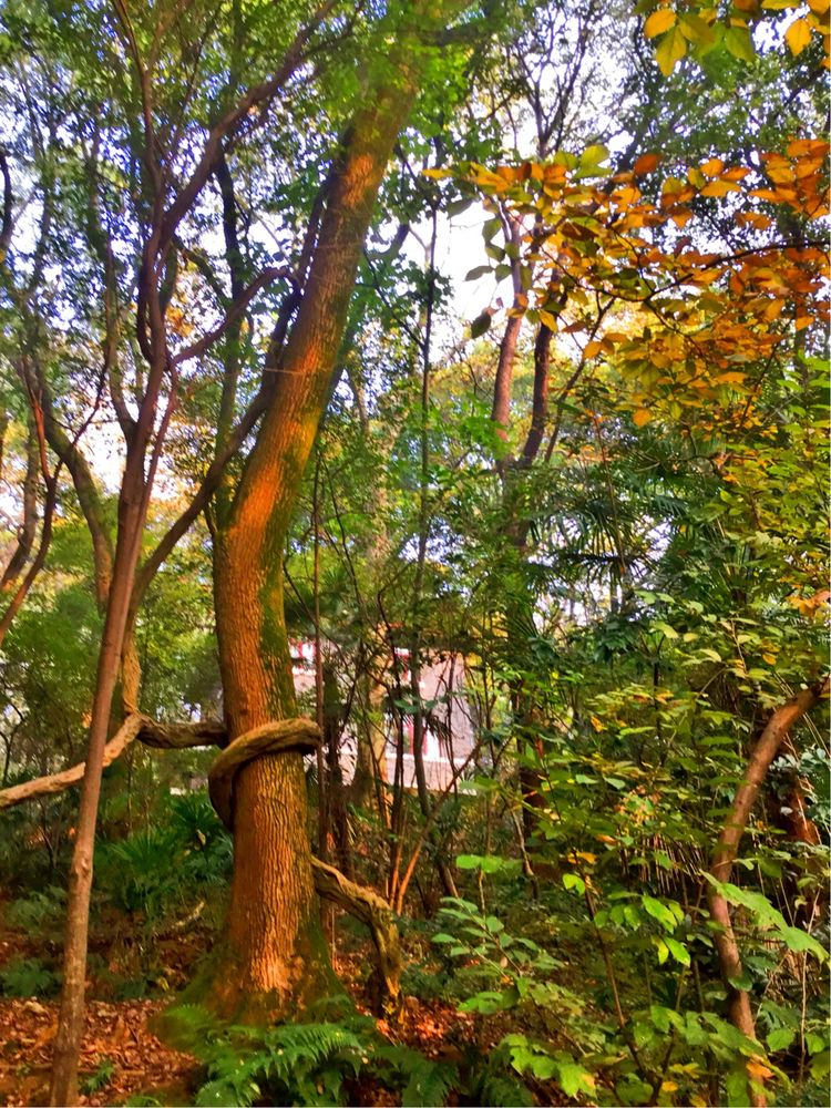 十大最美校园深圳大学,探访最美大学武汉大学