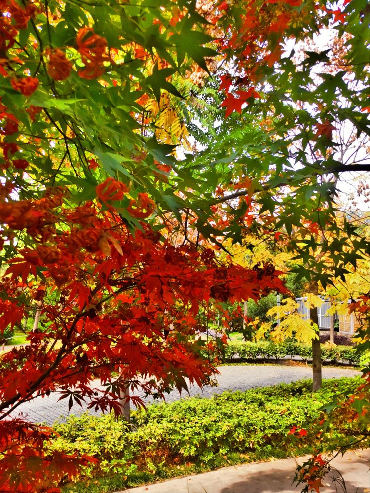 十大最美校园深圳大学,探访最美大学武汉大学