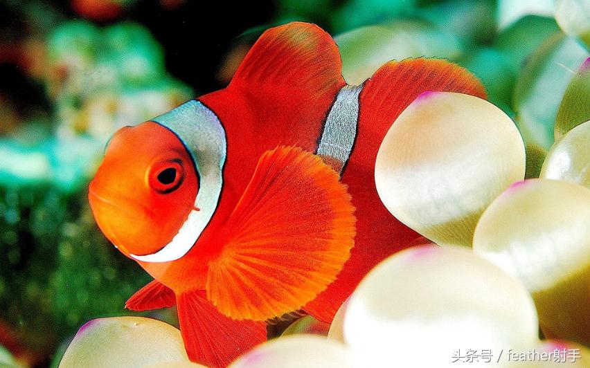 北京海洋馆和上海海昌海洋馆,北京海洋馆中华鲟馆