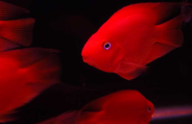 血鹦鹉鱼适合草缸吗,血鹦鹉鱼有什么品种