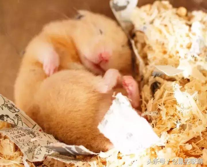 仓鼠帮另一只仓鼠照顾宝宝,仓鼠的哪一个动作代表它很开心