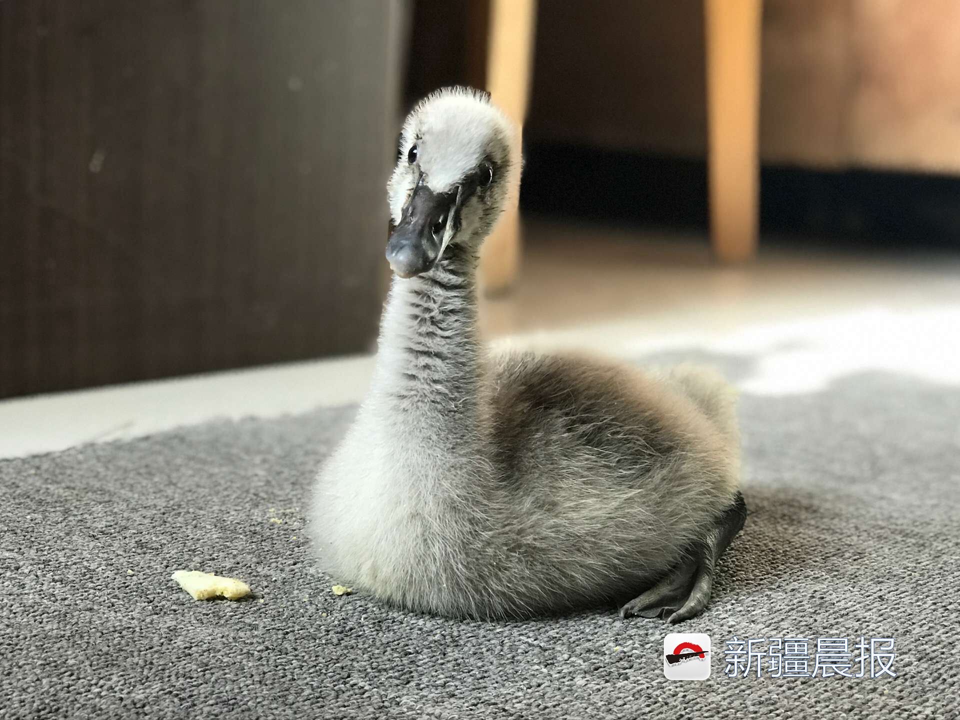 心都萌化了婴儿,心都萌化了小说