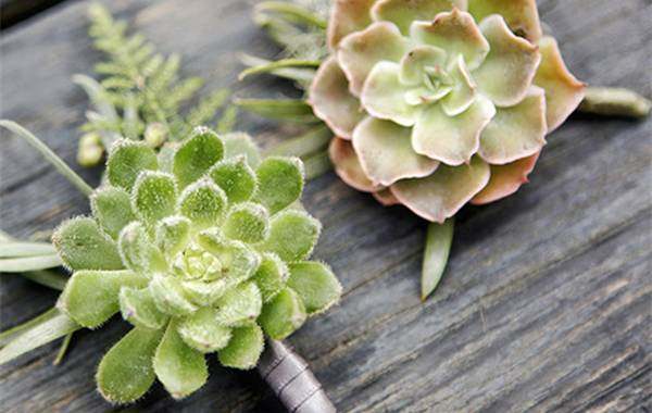 植物冻了怎么补救,植物干枯了还能救活吗